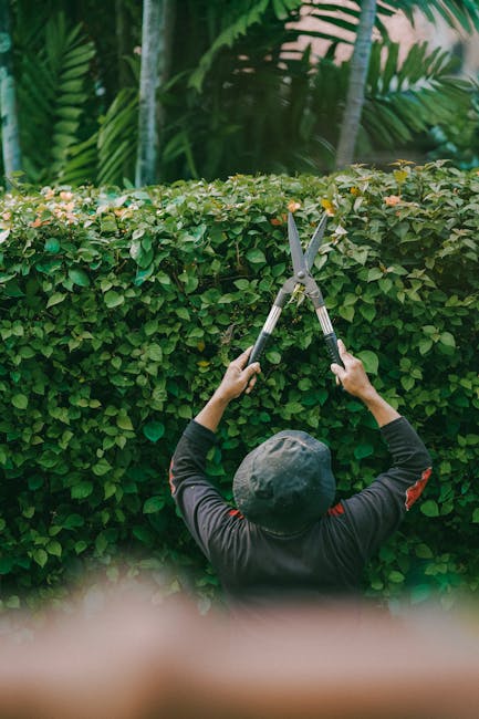 A gardener, seen from behind, is trimming a dense, neatly maintained hedge with a pair of long-handled hedge shears. The hedge, composed of small, green, glossy leaves, separates a lush garden area fr